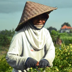 Budi Santoso